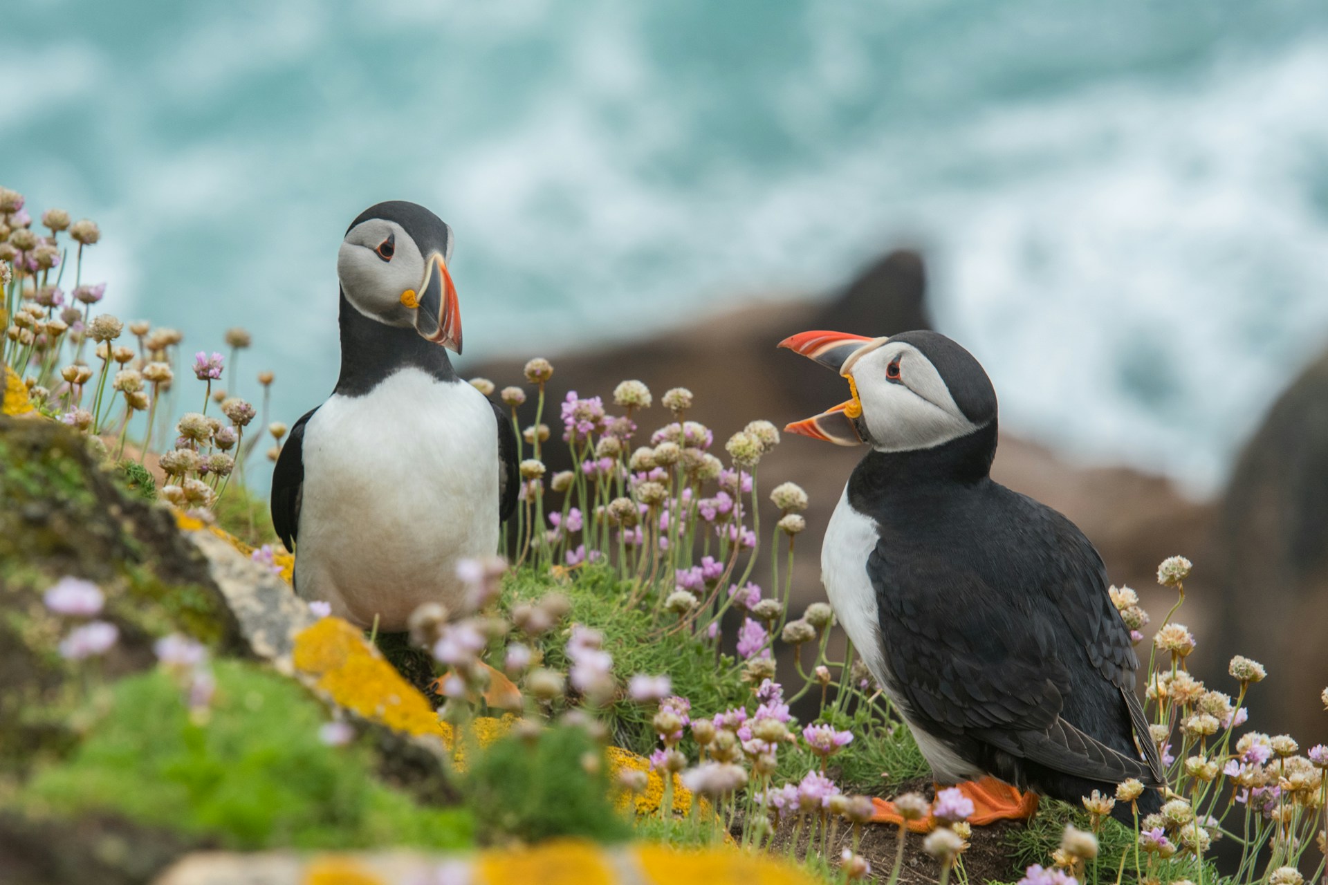 The Best Places to See Irish Wildlife